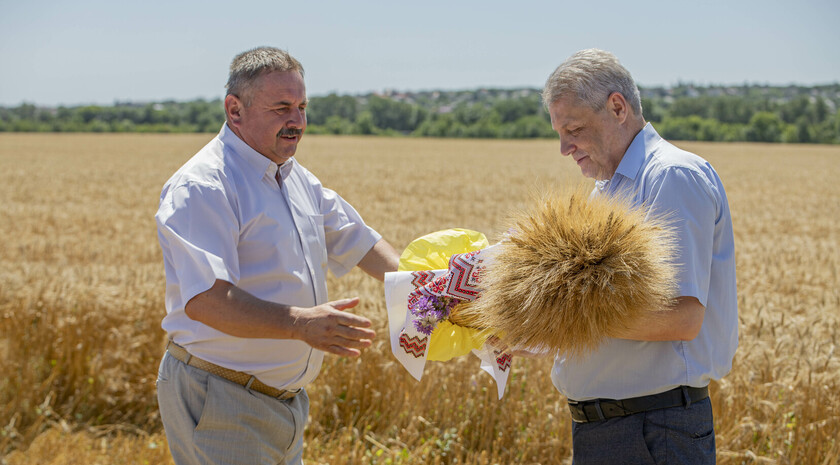 Начало уборки озимой пшеницы, Лутугинский район, 13 июля 2021 года