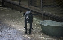 Поездка в специализированный приют для бездомных собак "Дай лапу", Луганск, 13 августа 2021 года