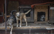 Поездка в специализированный приют для бездомных собак "Дай лапу", Луганск, 13 августа 2021 года