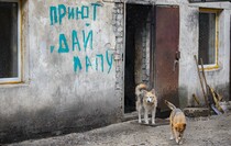 Поездка в специализированный приют для бездомных собак "Дай лапу", Луганск, 13 августа 2021 года