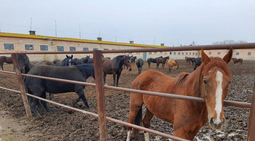 Limarevka horse-breeding farm in Belovodsk district, March 31, 2022