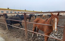 Limarevka horse-breeding farm in Belovodsk district, March 31, 2022