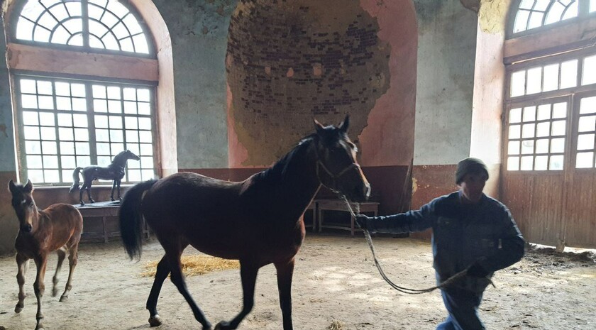 Limarevka horse-breeding farm in Belovodsk district, March 31, 2022