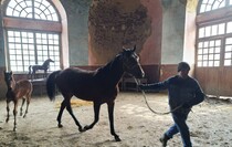 Limarevka horse-breeding farm in Belovodsk district, March 31, 2022