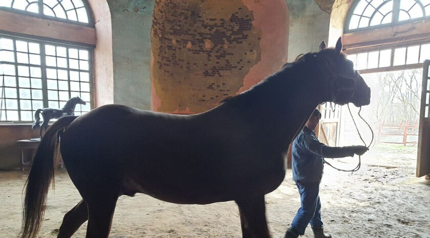 Limarevka horse-breeding farm in Belovodsk district, March 31, 2022