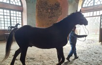 Limarevka horse-breeding farm in Belovodsk district, March 31, 2022