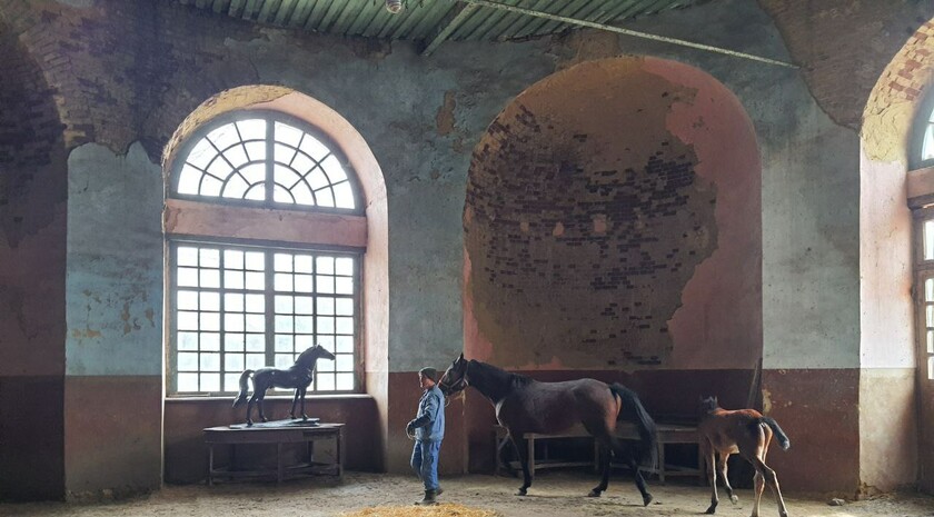 Limarevka horse-breeding farm in Belovodsk district, March 31, 2022