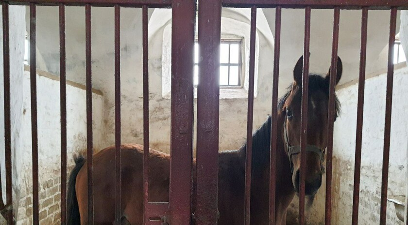 Limarevka horse-breeding farm in Belovodsk district, March 31, 2022