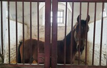 Limarevka horse-breeding farm in Belovodsk district, March 31, 2022