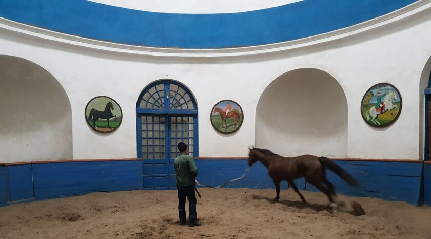 Limarevka horse-breeding farm in Belovodsk district, March 31, 2022