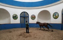 Limarevka horse-breeding farm in Belovodsk district, March 31, 2022