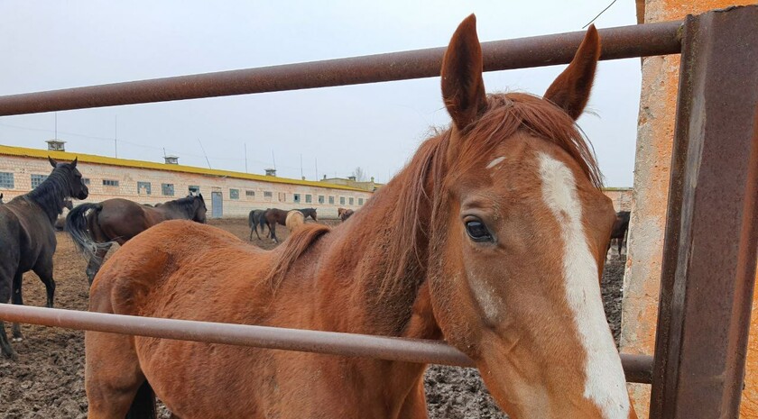 Limarevka horse-breeding farm in Belovodsk district, March 31, 2022