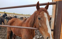 Limarevka horse-breeding farm in Belovodsk district, March 31, 2022