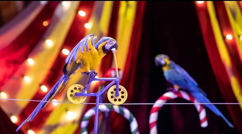 Фото: Официальный Телеграм-канал Луганского государственного цирка