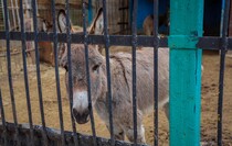 Фото: Луганский информационный центр/Анастасия Стеценко