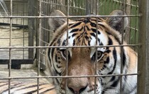Фото: Луганский Информационный Центр