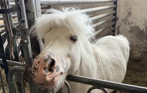 Фото: Луганский Информационный Центр