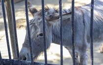Фото: Луганский Информационный Центр/Анастасия Стеценко