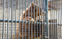Фото: Луганский Информационный Центр/Анастасия Стеценко
