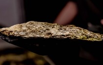 Фото: Луганский Информационный Центр/Анастасия Стеценко