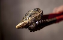Фото: Луганский Информационный Центр/Анастасия Стеценко