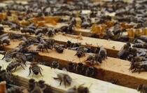 Фото: пресс-служба Россельхозцентра