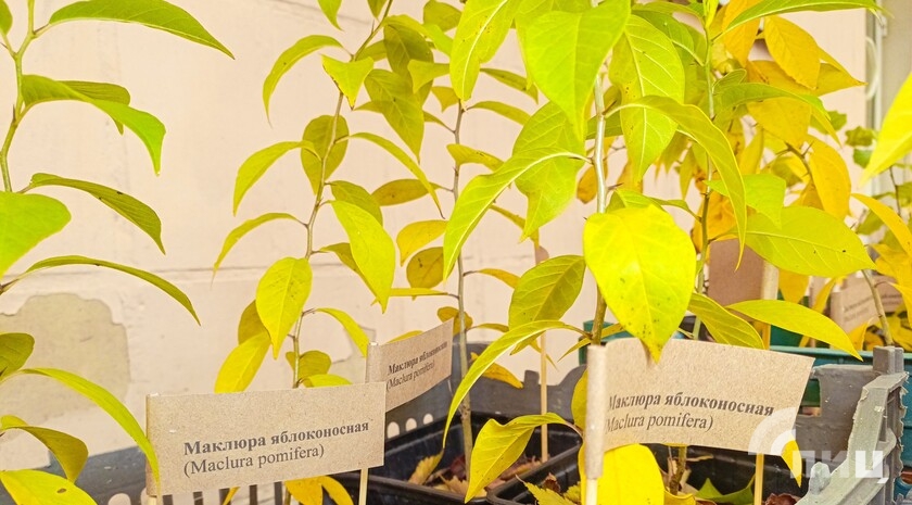 Фото: Луганский Информационный Центр Фото: Луганский Информационный Центр