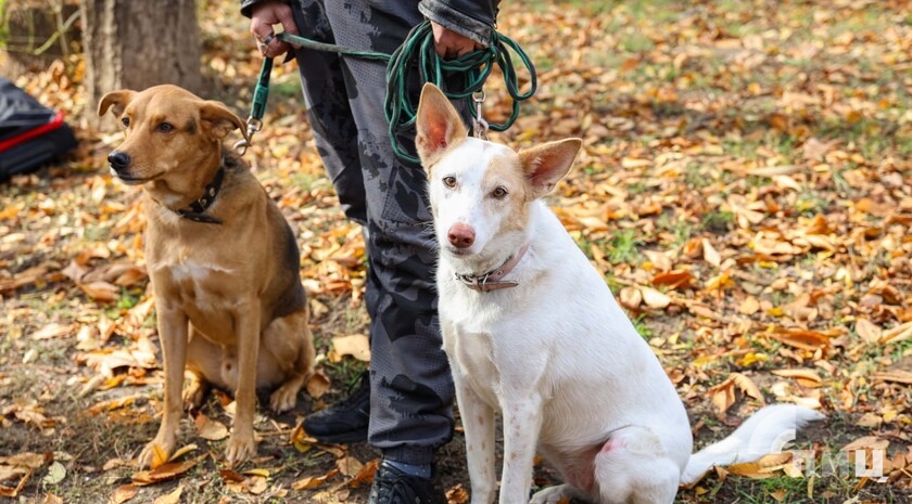 Фото: Луганский Информационный Центр/Анастасия Стеценко