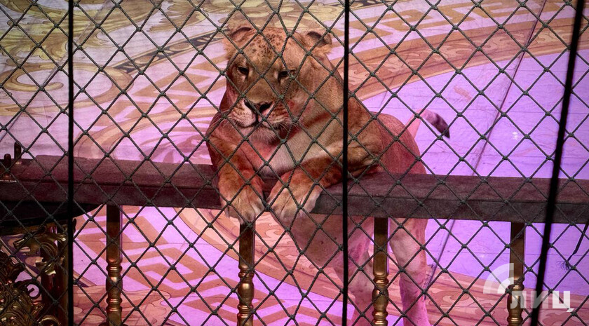 Фото: Луганский Информационный Центр/Анастасия Стеценко