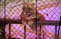 Фото: Луганский Информационный Центр/Анастасия Стеценко