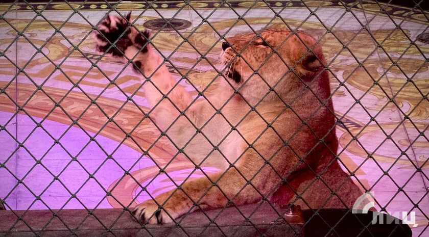 Фото: Луганский Информационный Центр/Анастасия Стеценко