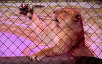 Фото: Луганский Информационный Центр/Анастасия Стеценко