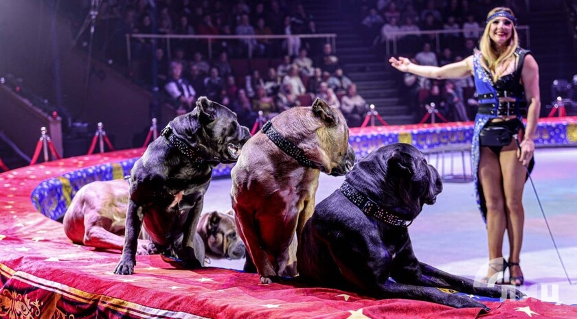 Фото: Луганский Информационный Центр/Анастасия Стеценко