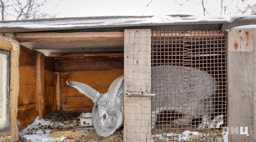 Фото: Луганский Информационный Центр/Анастасия Стеценко