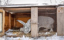 Фото: Луганский Информационный Центр/Анастасия Стеценко