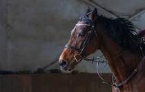 Фото: Луганский Информационный Центр