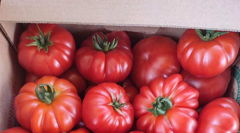 Фото: пресс-служба сельскохозяйственного кооператива «Овощи станичников»