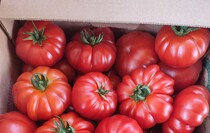 Фото: пресс-служба сельскохозяйственного кооператива «Овощи станичников»