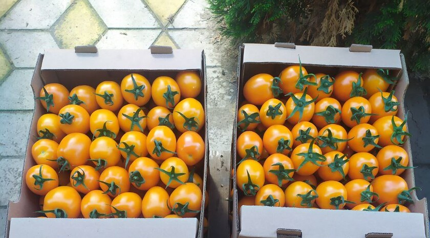 Фото: пресс-служба сельскохозяйственного кооператива «Овощи станичников»