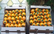 Фото: пресс-служба сельскохозяйственного кооператива «Овощи станичников»