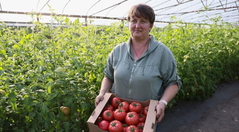 Фото: пресс-служба сельскохозяйственного кооператива «Овощи станичников»