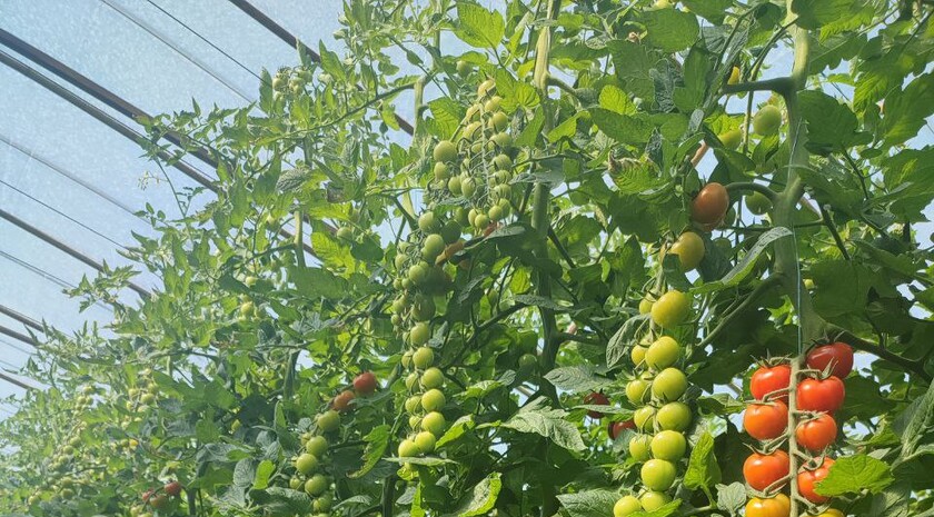 Фото: пресс-служба сельскохозяйственного кооператива «Овощи станичников»