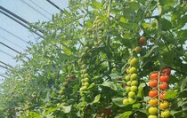 Фото: пресс-служба сельскохозяйственного кооператива «Овощи станичников»