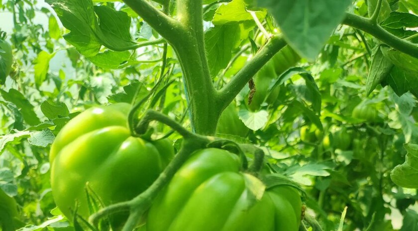 Фото: пресс-служба сельскохозяйственного кооператива «Овощи станичников»