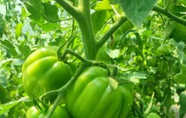 Фото: пресс-служба сельскохозяйственного кооператива «Овощи станичников»