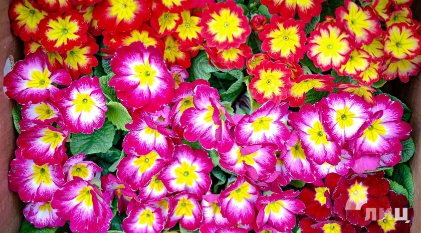 Фото: Луганский Информационный Центр/Анастасия Стеценко