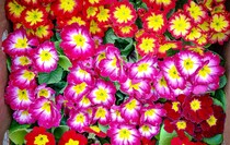 Фото: Луганский Информационный Центр/Анастасия Стеценко