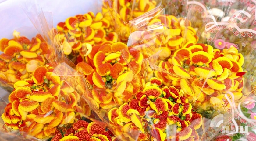 Фото: Луганский Информационный Центр/Анастасия Стеценко